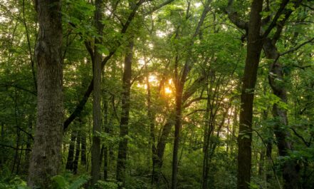 Miškas. Pexels nuotr.