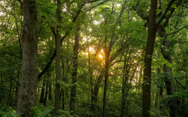 Miškų klausimas kaitina emocijas: protestuotojai kalba apie naikinimą, Kaunas reaguoja