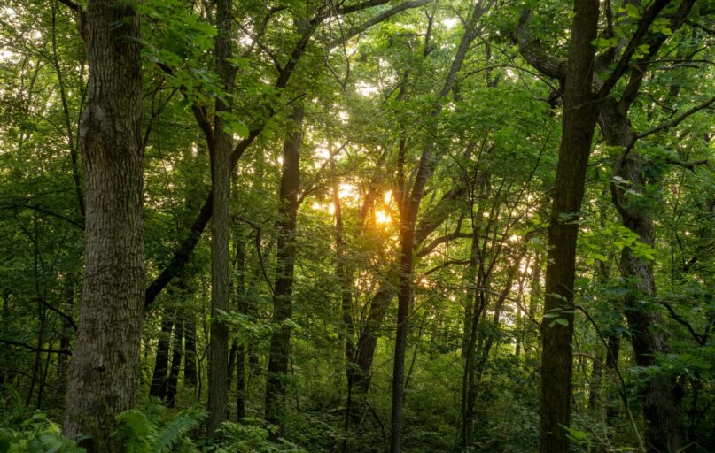 Miškas. Pexels nuotr.