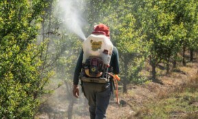 A farmer tending to an orchard in Palpa, Peru, using a backpack sprayer to treat trees.