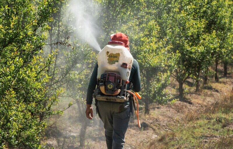 A farmer tending to an orchard in Palpa, Peru, using a backpack sprayer to treat trees.