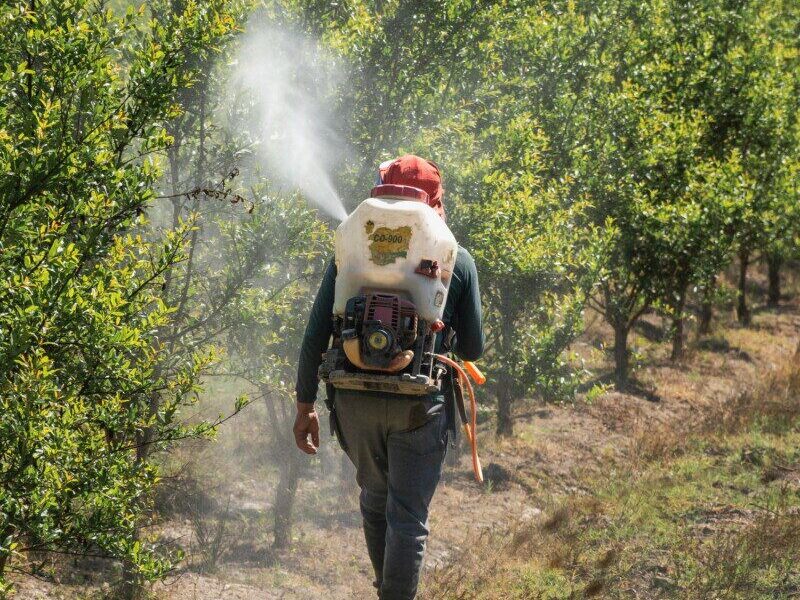 A farmer tending to an orchard in Palpa, Peru, using a backpack sprayer to treat trees.