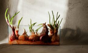 Fresh onions sprouting in a glass container against a textured wall, highlighting growth and renewal.