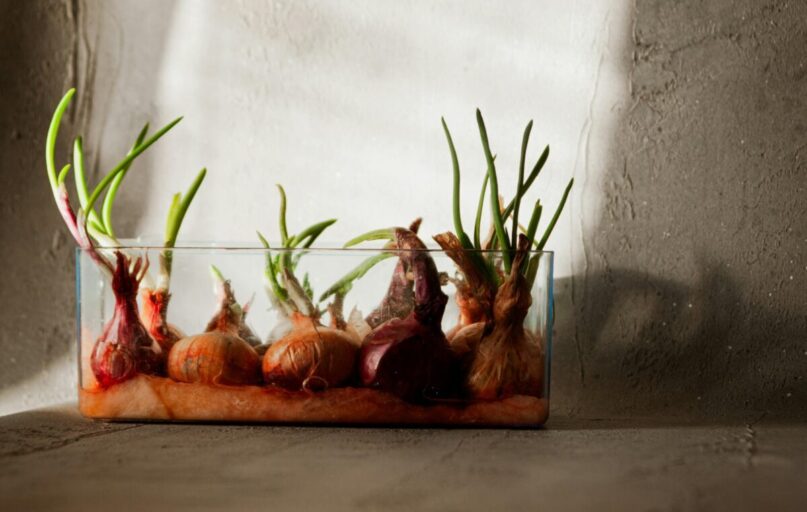 Fresh onions sprouting in a glass container against a textured wall, highlighting growth and renewal.