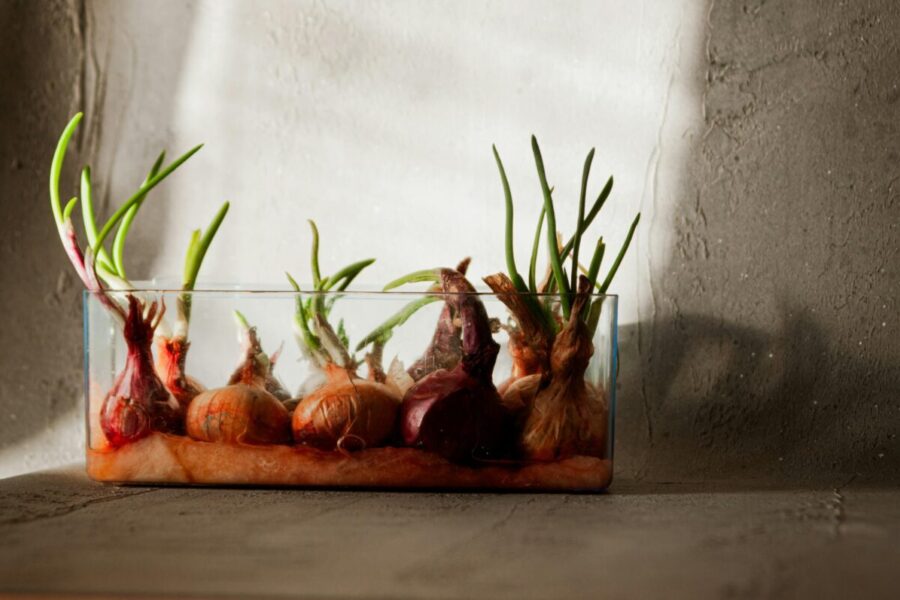 Fresh onions sprouting in a glass container against a textured wall, highlighting growth and renewal.