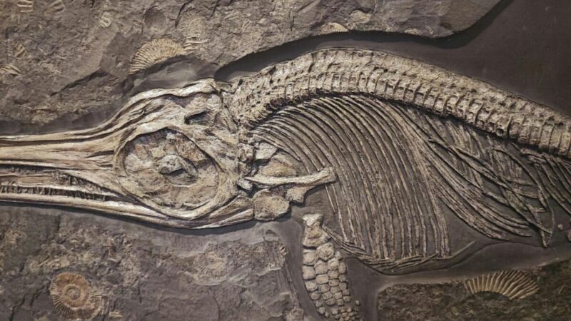 Kreidos periodo paslaptis: fosilijoje išliko mirtino susidūrimo pėdsakai tarp dviejų plėšrūnų