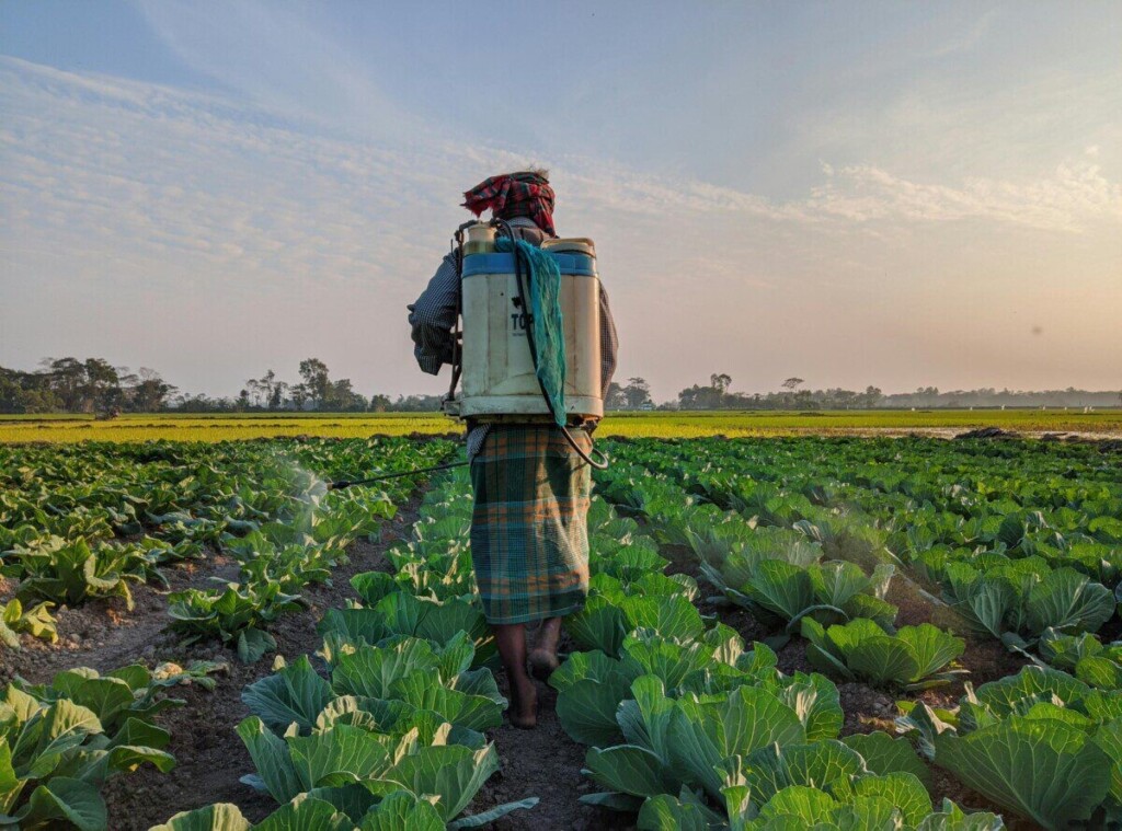 A farmer sprays pesticides on a lush cabbage field at sunrise, highlighting rural agricultural life.