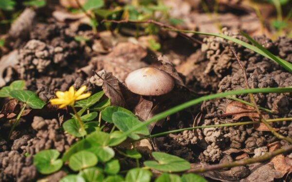 Grybavimas pavasarį: miškininkų patarimai, kada ir kur ieškoti pirmųjų grybų