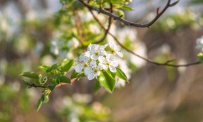 White blossoms on a branch symbolizing growth and renewal in spring.
