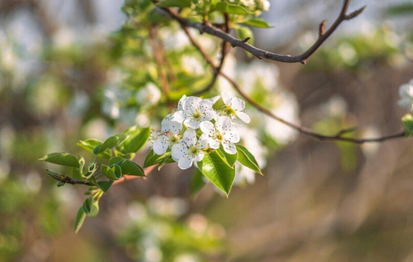 White blossoms on a branch symbolizing growth and renewal in spring.