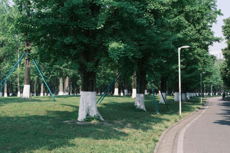 Ilgai išliekantis medžių balinimas: mišinio, kuris nenusiplauna po pirmo lietaus receptas