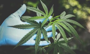 A hand in gloves holds fresh cannabis leaves outdoors, highlighting natural growth.
