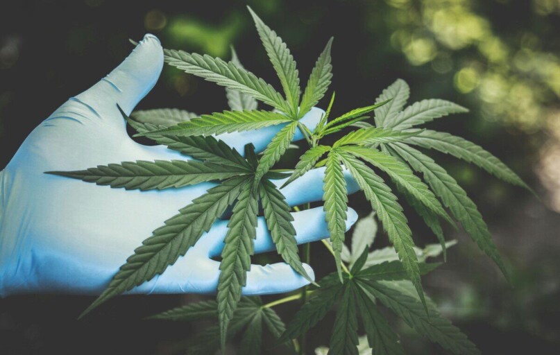 A hand in gloves holds fresh cannabis leaves outdoors, highlighting natural growth.