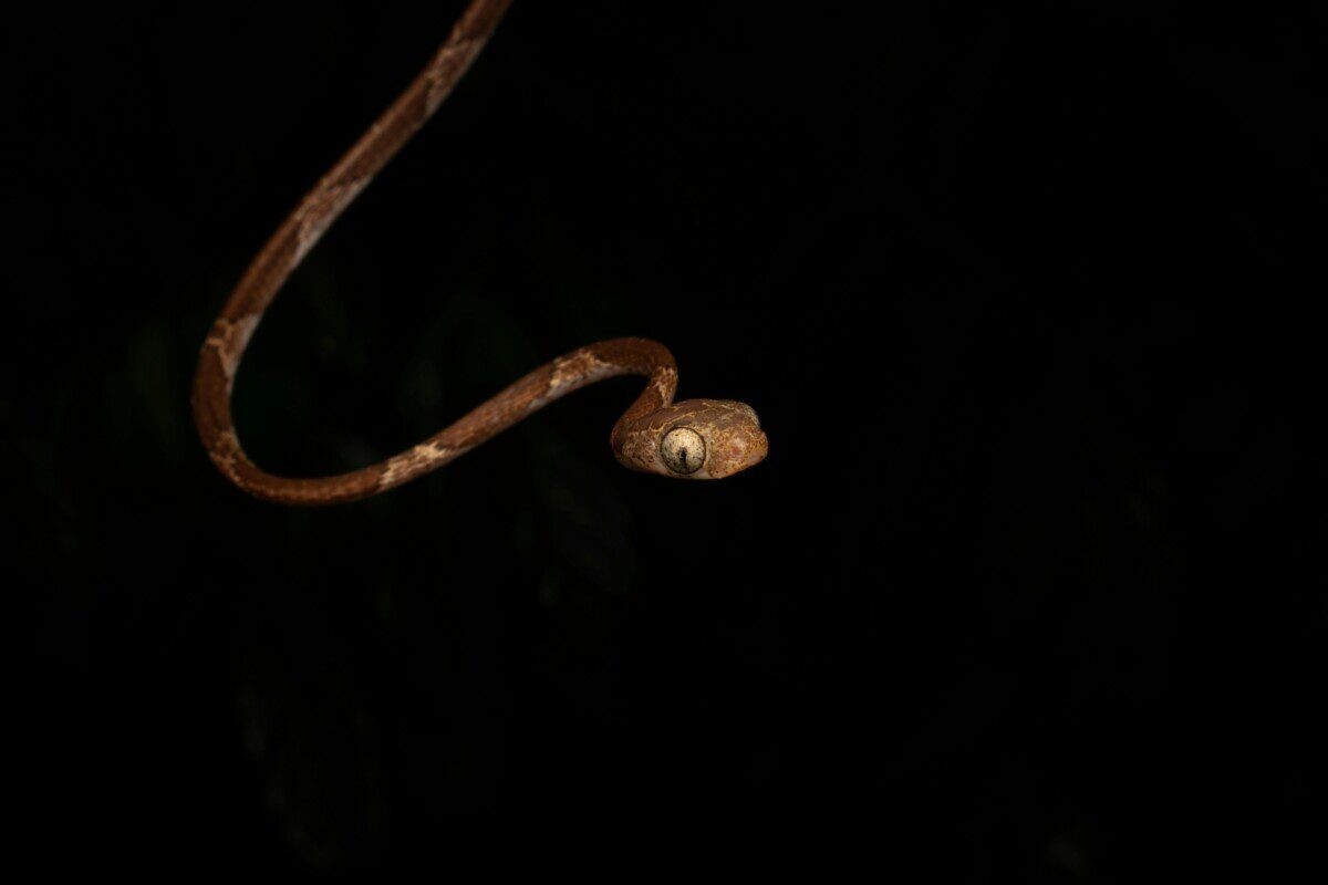 Jūsų sapne pasirodė gyvatė? Tai simbolis, kuris gali reikšti gali reikšti daugiau nei manote