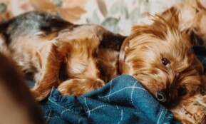 Charming Yorkshire Terrier lying adorably on a blue checkered blanket, capturing warmth and coziness.