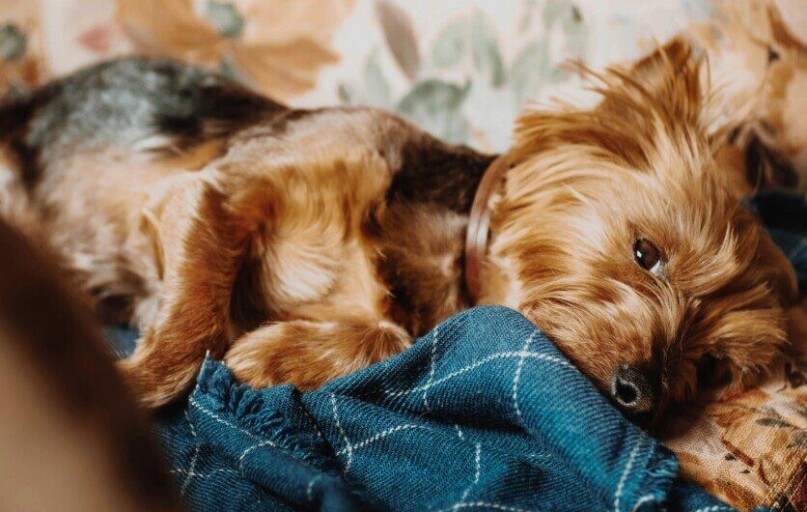 Charming Yorkshire Terrier lying adorably on a blue checkered blanket, capturing warmth and coziness.