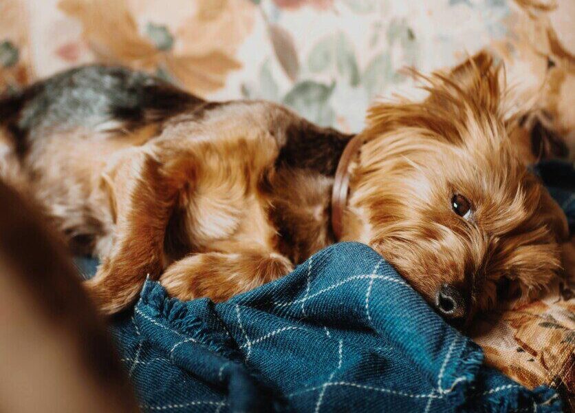 Charming Yorkshire Terrier lying adorably on a blue checkered blanket, capturing warmth and coziness.