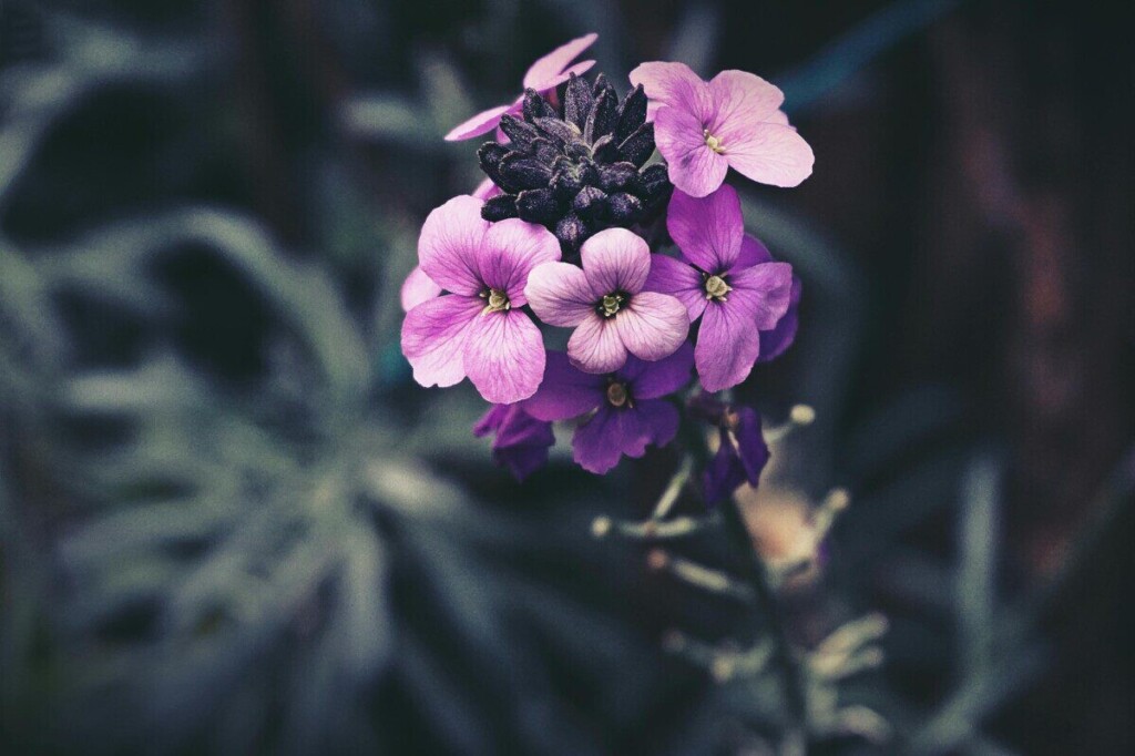 A detailed macro shot of vibrant purple Erysimum flowers with a dark, blurred background.