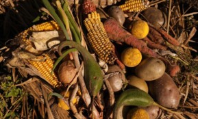 Basket filled with diverse, fresh harvested vegetables under warm sunlight.