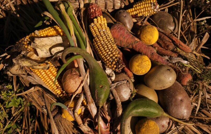 Basket filled with diverse, fresh harvested vegetables under warm sunlight.