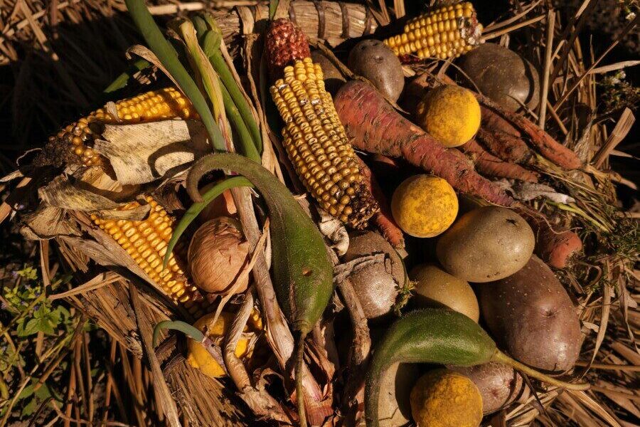 Basket filled with diverse, fresh harvested vegetables under warm sunlight.