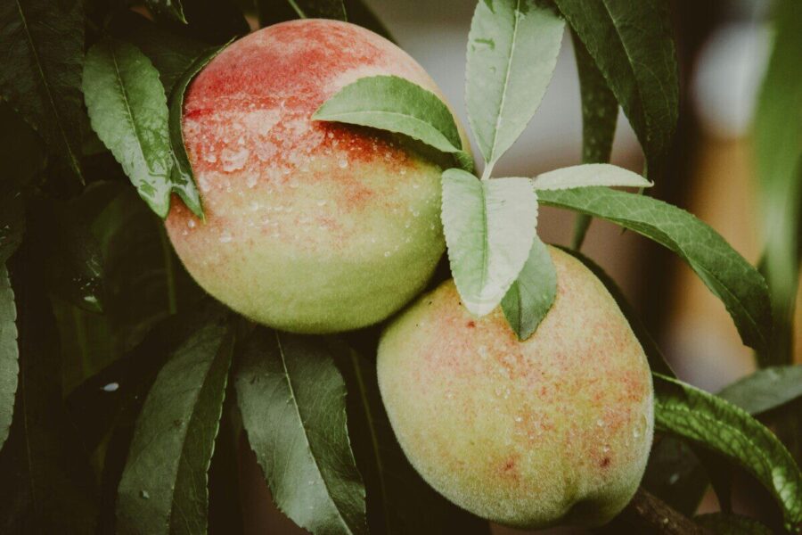 Sprendimas, kaip apsaugoti persikus nuo lapų garbanotumo: aiškus trijų etapų planas