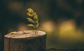 A small fern plant emerging from a tree stump symbolizes nature's resilience and growth.