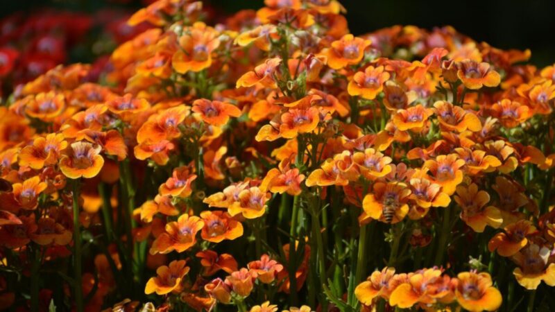 Spalvinga balkono puošmena: patarimai, kaip prižiūrėti nemeziją, kad ji žydėtų iki rudens