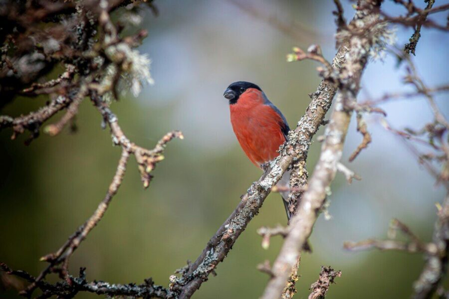 Close-up of an Eurasian Bullfinch (Pyrrhula pyrrhula) sitting on a lichen-covered branch in a natural setting.