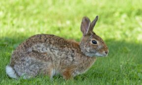 A wild brown rabbit sitting in green grass, captured outdoors in Canonsburg, PA.