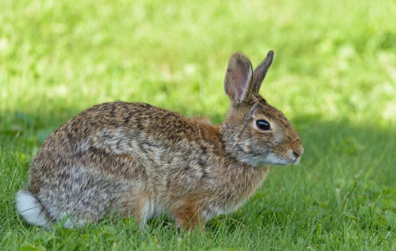 A wild brown rabbit sitting in green grass, captured outdoors in Canonsburg, PA.