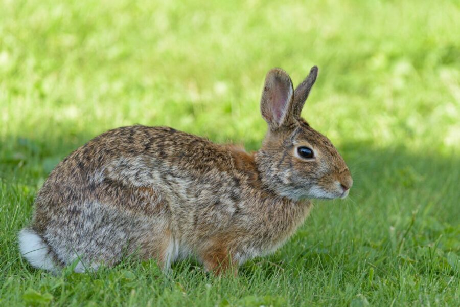 A wild brown rabbit sitting in green grass, captured outdoors in Canonsburg, PA.