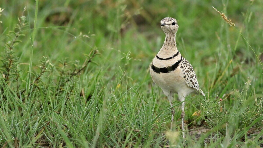Double-banded courser standing in Botswana grassland, showcasing natural beauty and wildlife.