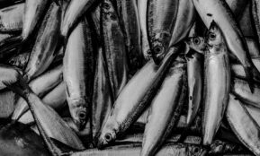 High-contrast black and white photo showing a close-up of fresh fish arranged.