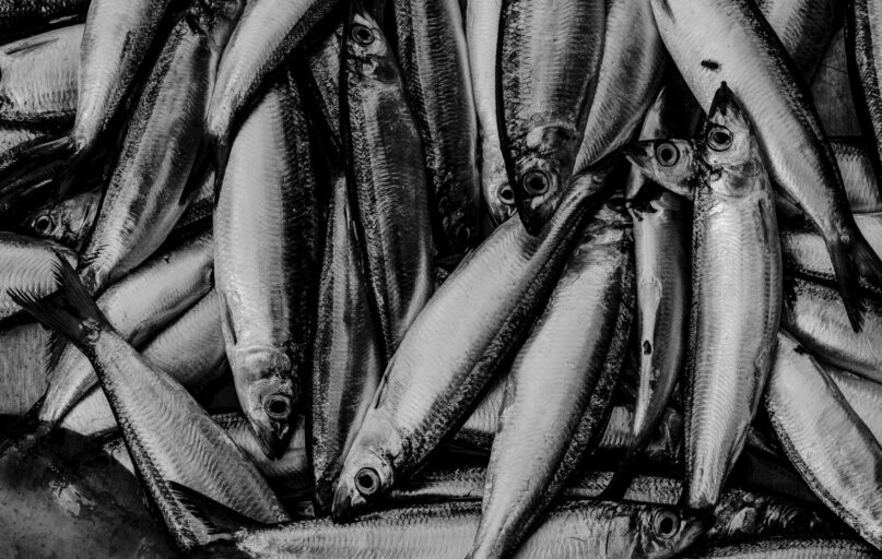 High-contrast black and white photo showing a close-up of fresh fish arranged.