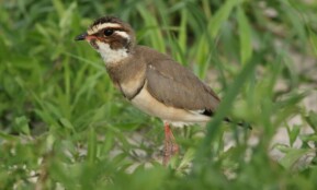 A Bronze-winged Courser (Rhinoptilus chalcopterus) standing among green vegetation in its natural habitat.
