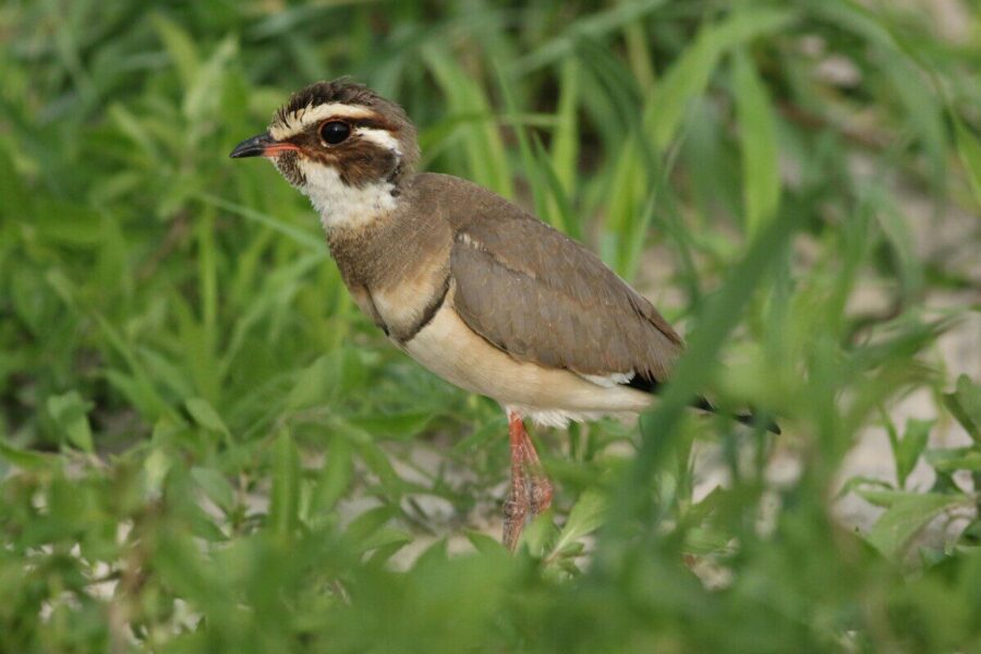A Bronze-winged Courser (Rhinoptilus chalcopterus) standing among green vegetation in its natural habitat.