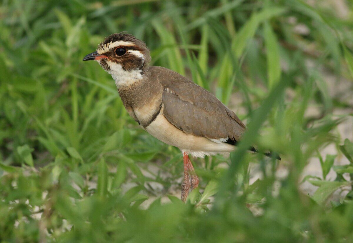 Indijoje užfiksuotas išnykęs paukštis? Mįslingas įrašas šokiravo net ir mokslininkus