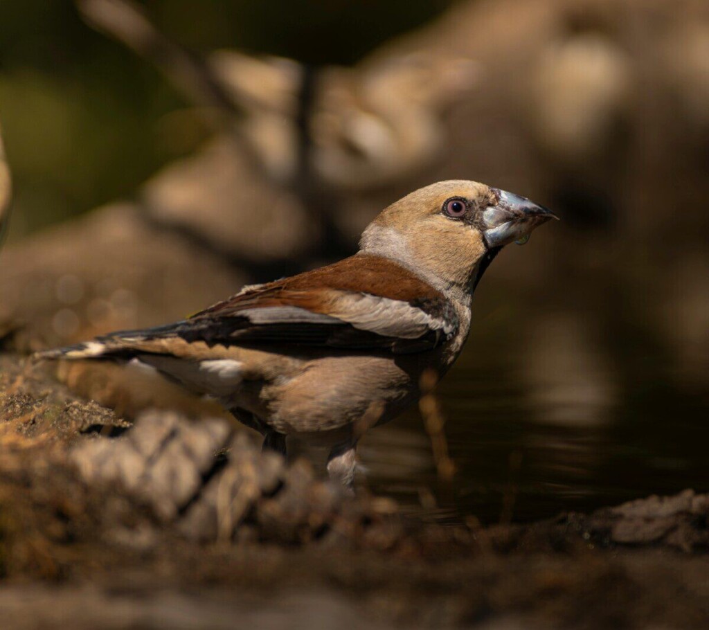 Detailed image of a hawfinch (Coccothraustes coccothraustes) by the water's edge in a forest setting.
