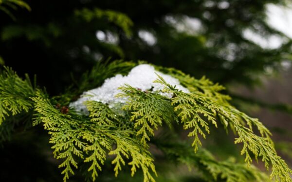 Tujų gyvatvorės priežiūra: ekspertai paaiškina, kada ji gali pažeisti kaimyno teises