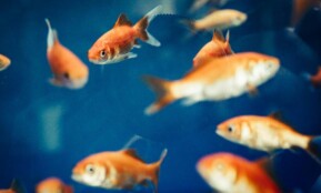 Dynamic shot of goldfish swimming in a clear blue aquarium, showcasing vivid aquatic life.