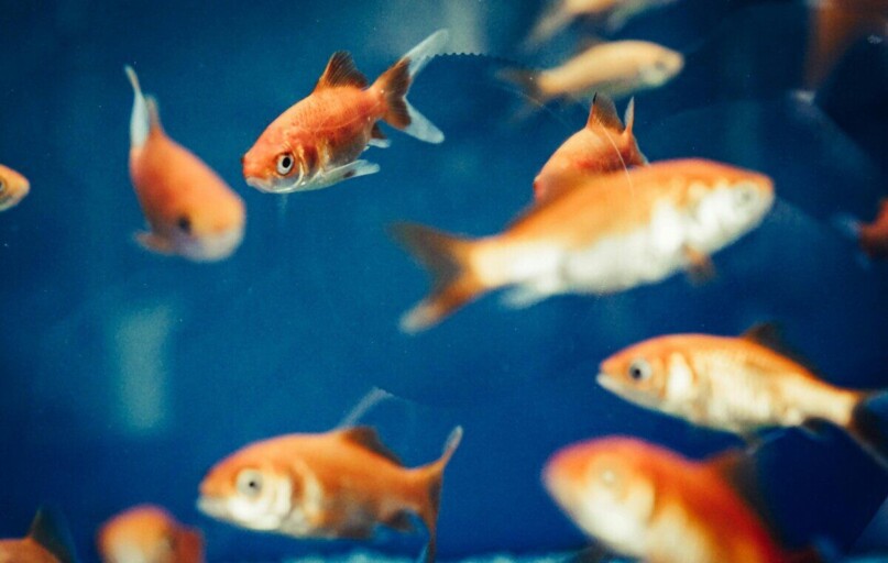 Dynamic shot of goldfish swimming in a clear blue aquarium, showcasing vivid aquatic life.