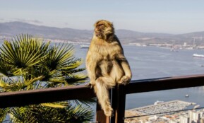 Free stock photo of alert, animal, behavior