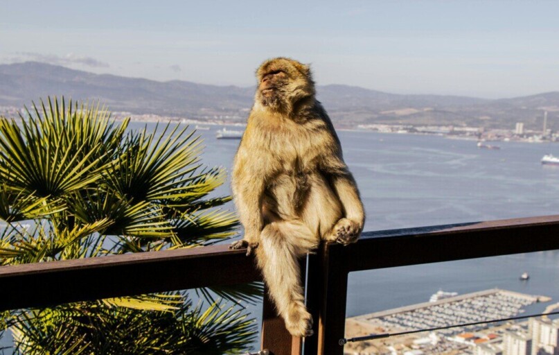 Free stock photo of alert, animal, behavior