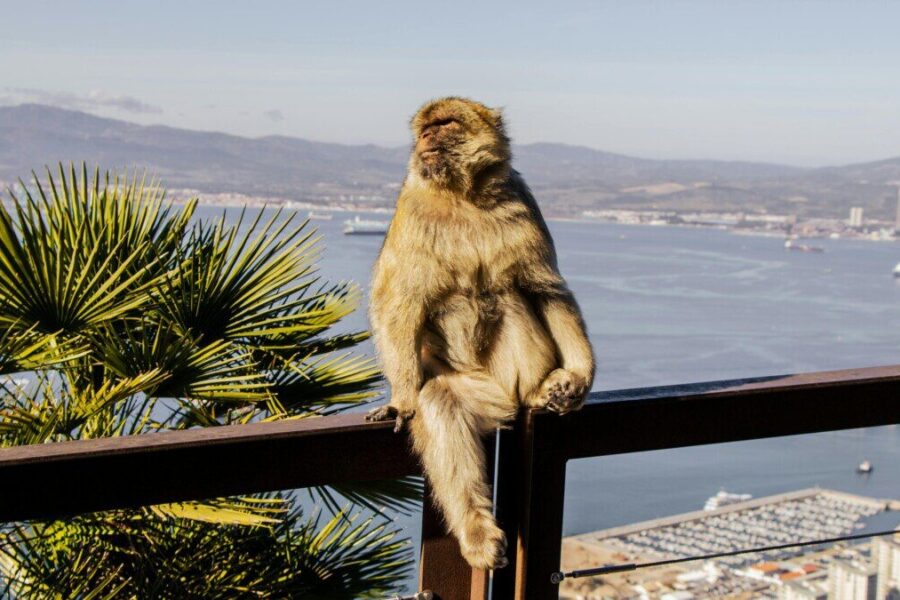 Free stock photo of alert, animal, behavior