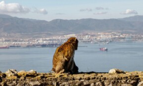 A Barbary macaque sits atop Gibraltar, gazing over the scenic bay and mountains.