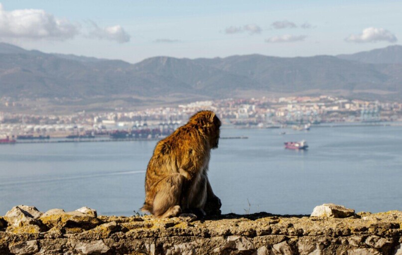 A Barbary macaque sits atop Gibraltar, gazing over the scenic bay and mountains.