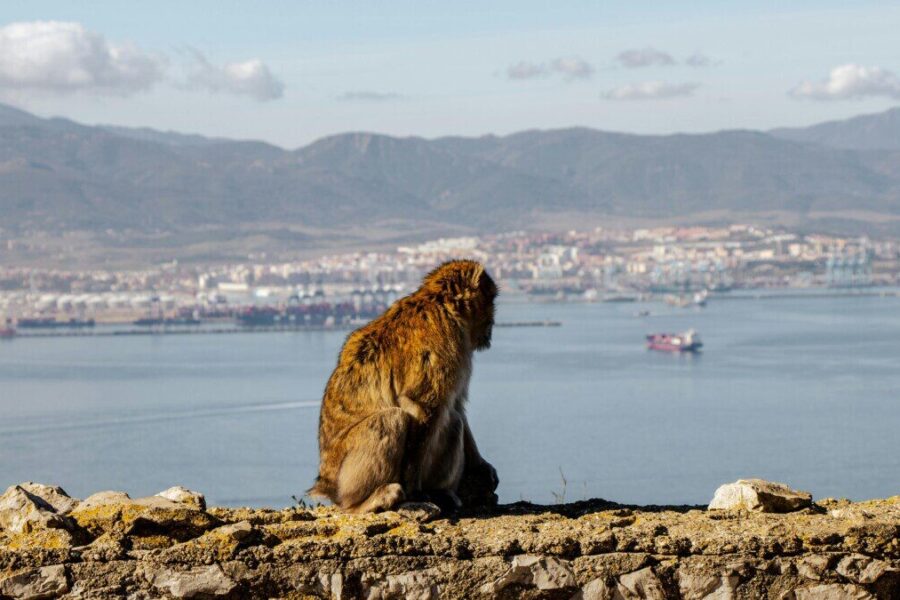 A Barbary macaque sits atop Gibraltar, gazing over the scenic bay and mountains.