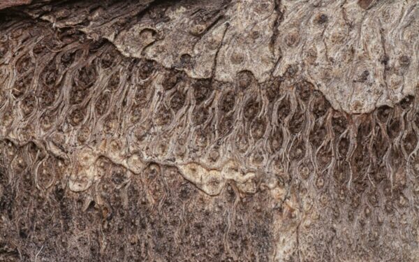 Bioremediacijos proveržis: Kinijos tyrėjų sprendimas gali pakeisti uranu užteršto vandens valymą