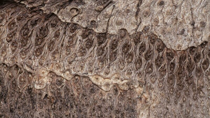 Bioremediacijos proveržis: Kinijos tyrėjų sprendimas gali pakeisti uranu užteršto vandens valymą